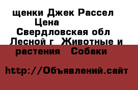 щенки Джек Рассел › Цена ­ 35 000 - Свердловская обл., Лесной г. Животные и растения » Собаки   
